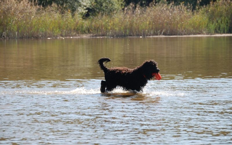 CH. poppenspaler's Faro - TAN eau
