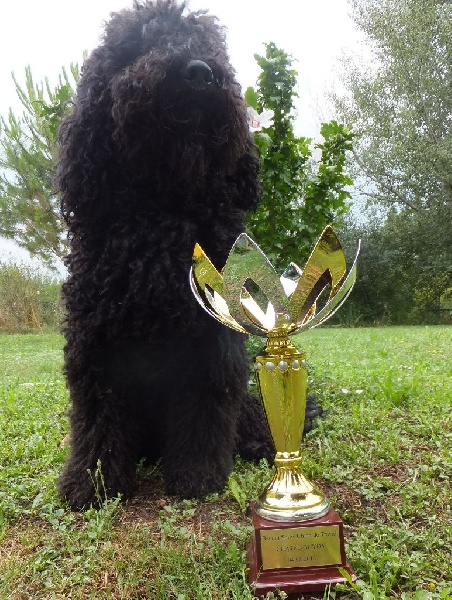 CH. poppenspaler's Faro - Best in Shox chien de travail