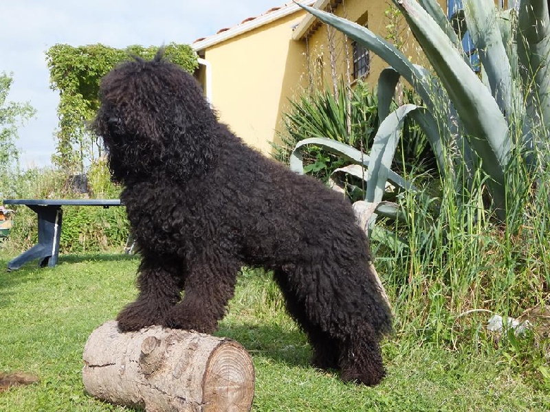 CH. poppenspaler's Faro - CACS CACIB + BOB