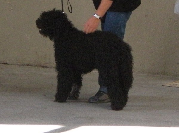 Dixie chick de la serve de la chapelle d'Alexandre - CACS