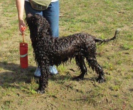 CH. Fanny forigoler de la serve de la chapelle d'Alexandre - TAN eau