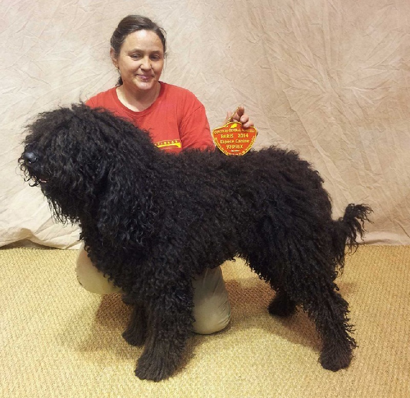 CH. poppenspaler's Faro - 1er Prix du 8. groupe en classe travail