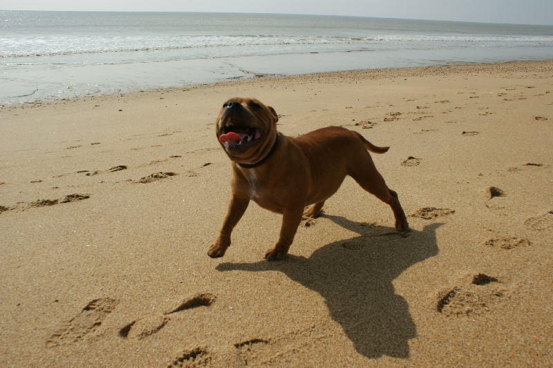 Publication : de la griffe du diamant bleu Auteur : la griffe du diamant bleu