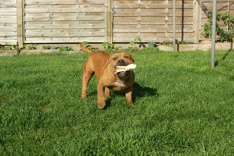 Publication : de la griffe du diamant bleu Auteur : la griffe du diamant bleu