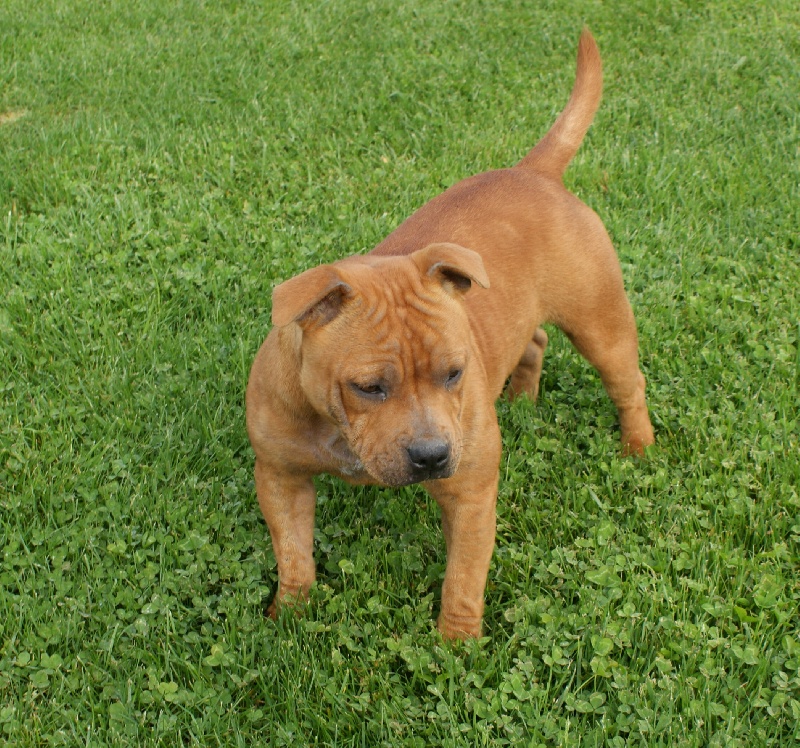 Publication : de la griffe du diamant bleu Auteur : la griffe du diamant bleu