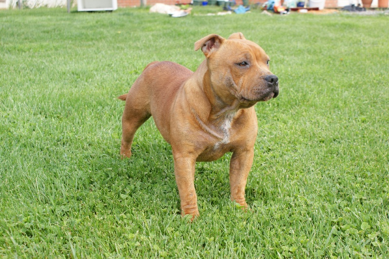 Publication : de la griffe du diamant bleu Auteur : la griffe du diamant bleu