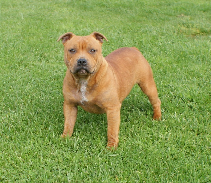 Publication : de la griffe du diamant bleu Auteur : la griffe du diamant bleu