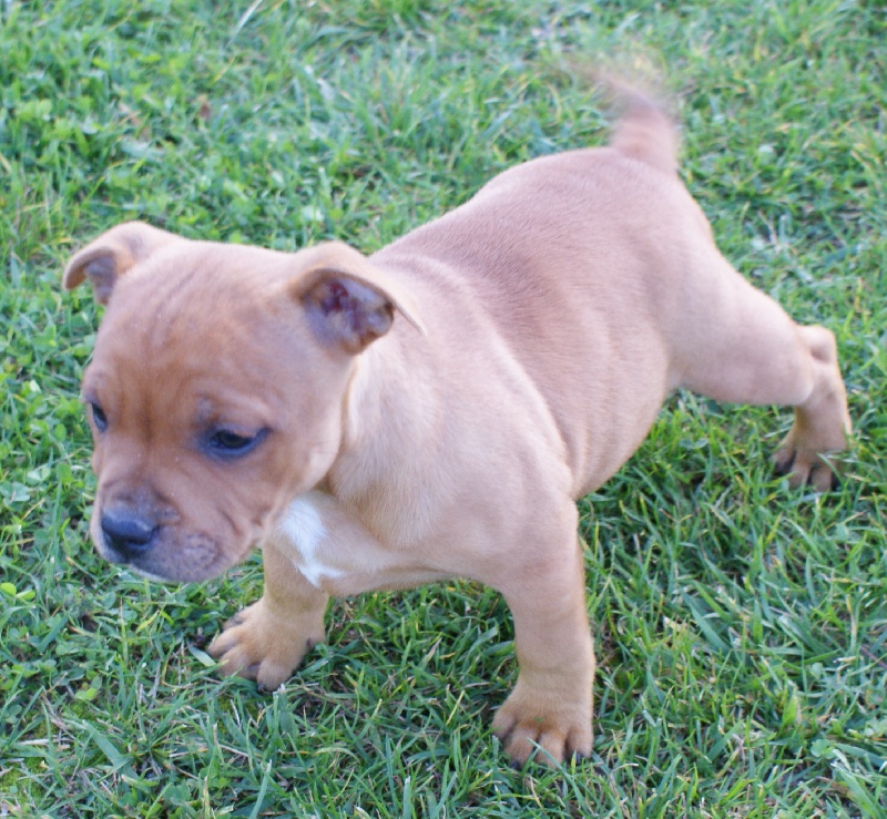 Publication : de la griffe du diamant bleu Auteur : la griffe du diamant bleu