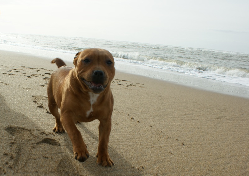 Publication : de la griffe du diamant bleu Auteur : la griffe du diamant bleu