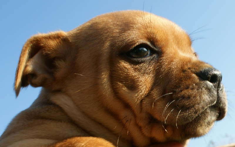 Publication : de la griffe du diamant bleu Auteur : la griffe du diamant bleu
