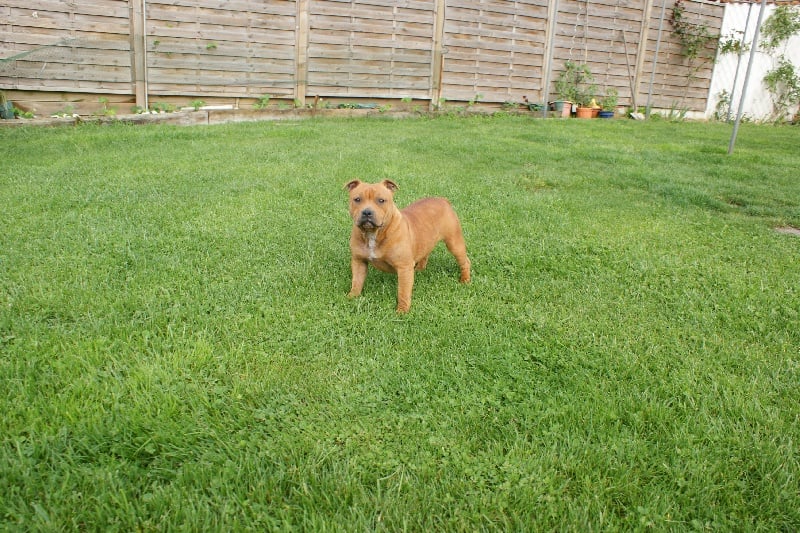 Publication : de la griffe du diamant bleu Auteur : la griffe du diamant bleu