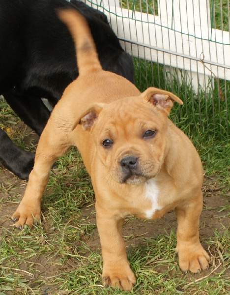 Publication : de la griffe du diamant bleu Auteur : la griffe du diamant bleu