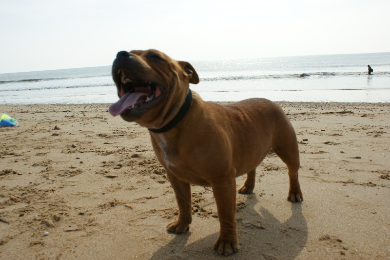 Publication : de la griffe du diamant bleu Auteur : la griffe du diamant bleu