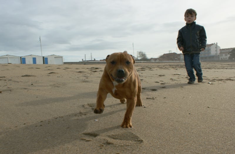 Publication : de la griffe du diamant bleu Auteur : la griffe du diamant bleu