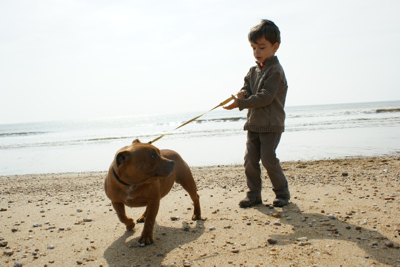 Publication : de la griffe du diamant bleu Auteur : la griffe du diamant bleu