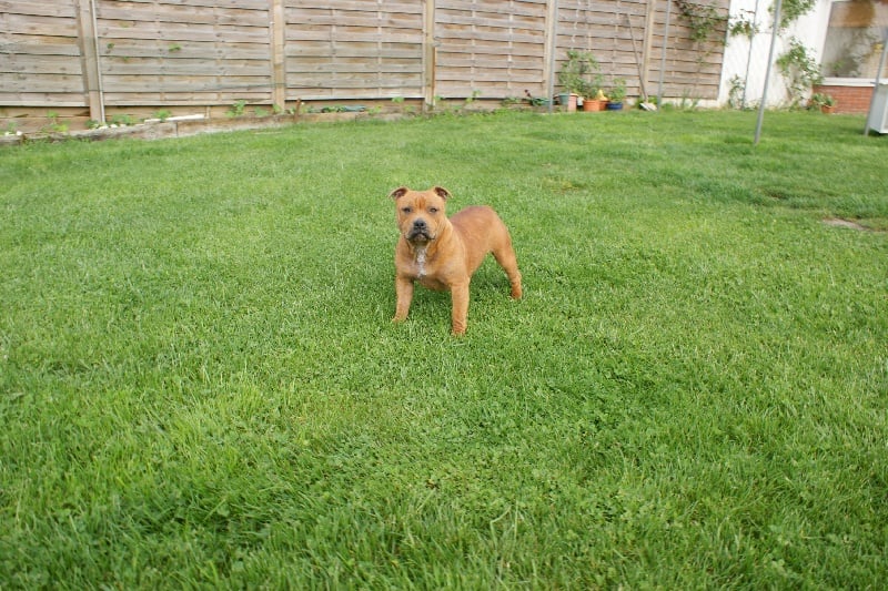 Publication : de la griffe du diamant bleu Auteur : la griffe du diamant bleu