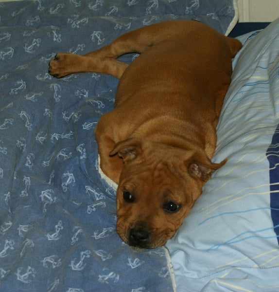 Publication : de la griffe du diamant bleu Auteur : la griffe du diamant bleu