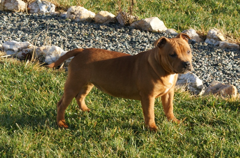 Publication : de la griffe du diamant bleu Auteur : la griffe du diamant bleu