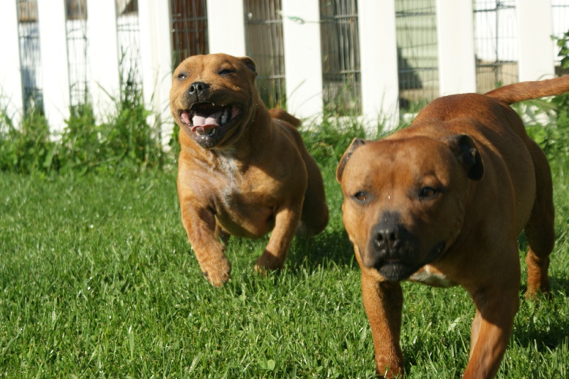 Publication : de la griffe du diamant bleu Auteur : la griffe du diamant bleu