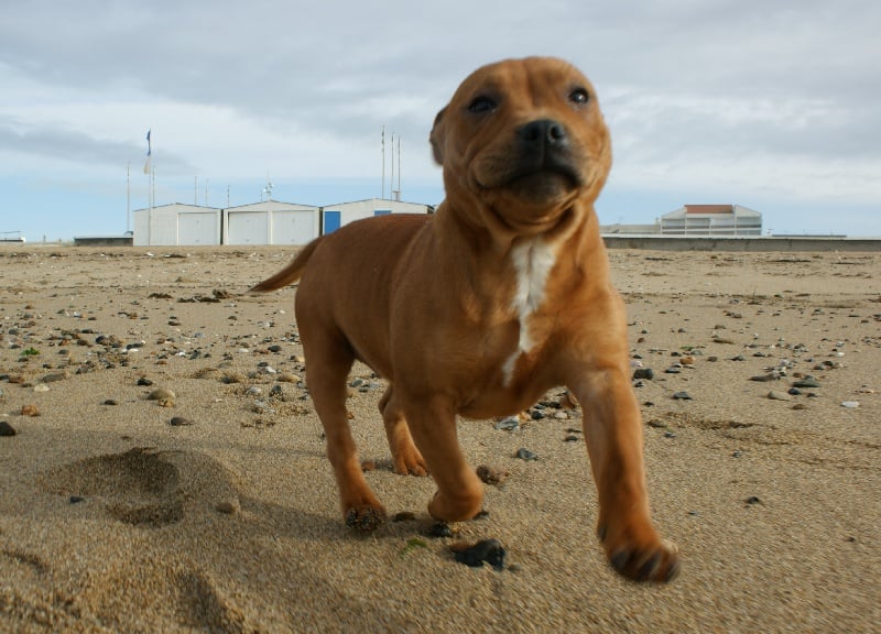 Publication : de la griffe du diamant bleu Auteur : la griffe du diamant bleu