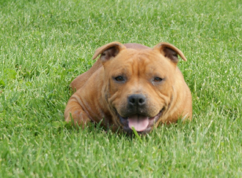 Publication : de la griffe du diamant bleu Auteur : la griffe du diamant bleu