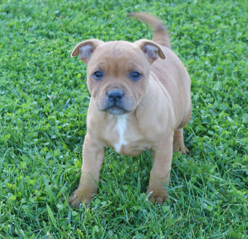 Publication : de la griffe du diamant bleu Auteur : la griffe du diamant bleu