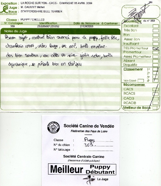 Diam's de la griffe du diamant bleu - MEILLEUR PUPPY + TRES PROMETTEUR Classe PUPPY