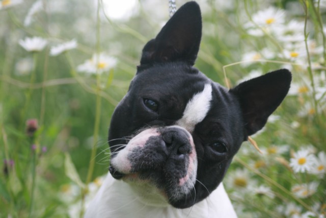 Publication : Du grand fresnoy