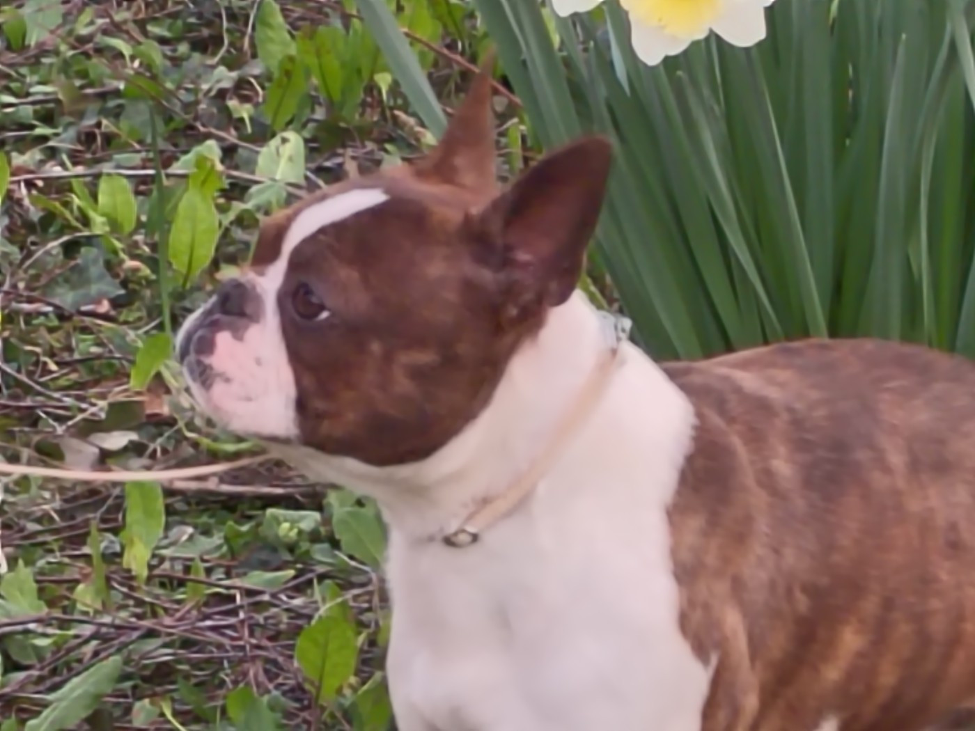 CH. Vous permettez monsieur  Du grand fresnoy