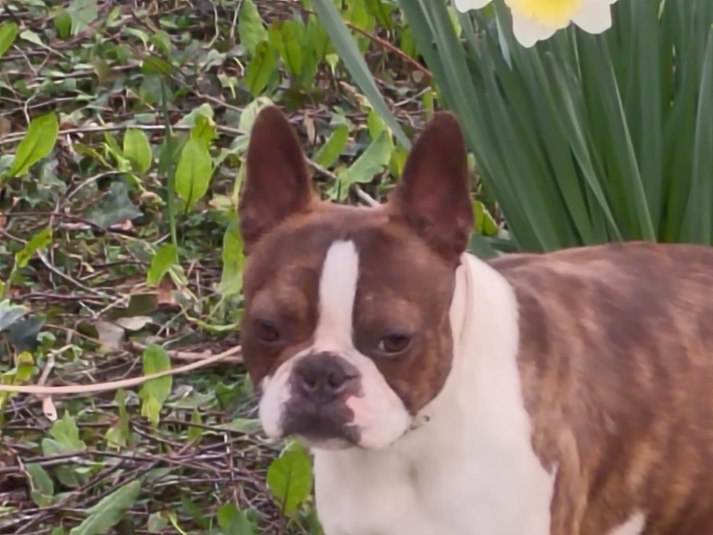 CH. Vous permettez monsieur  Du grand fresnoy