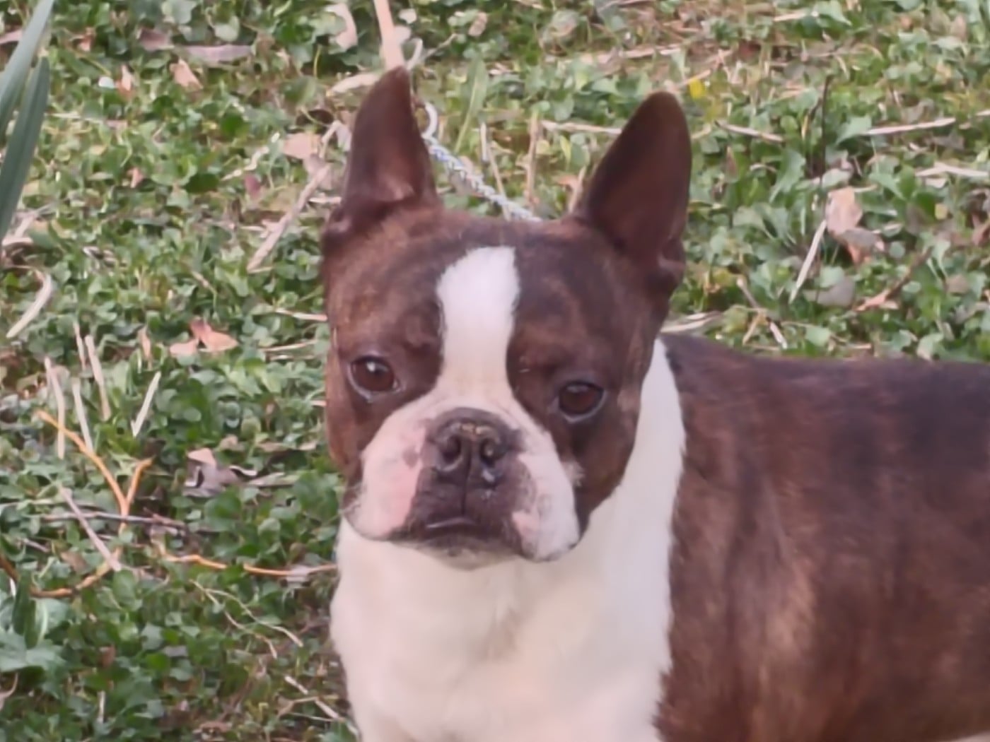 Thé platters Du grand fresnoy