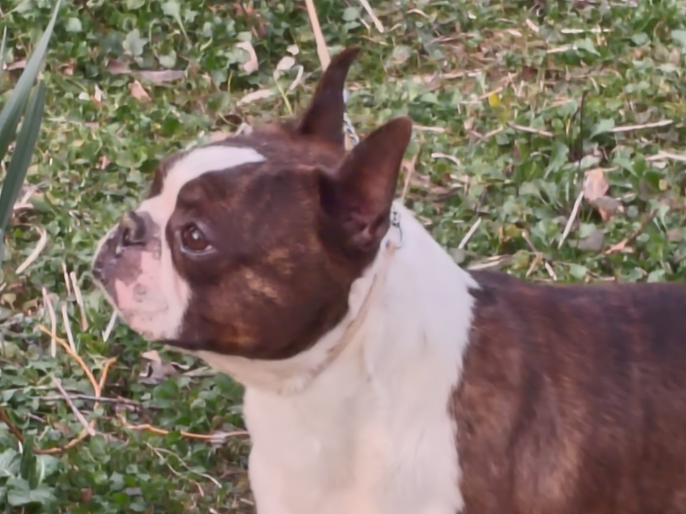 Thé platters Du grand fresnoy