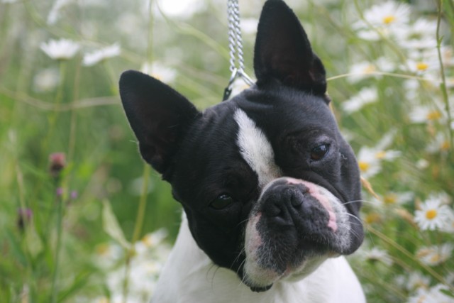 Publication : Du grand fresnoy