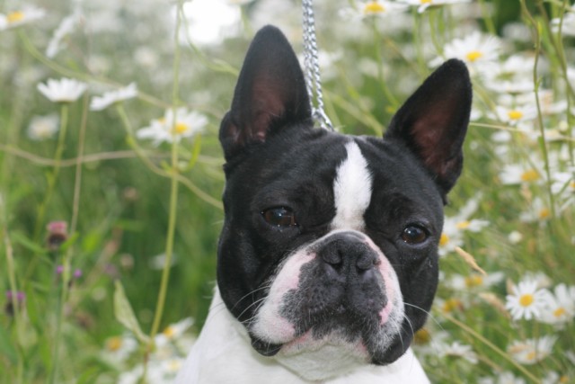 Publication : Du grand fresnoy