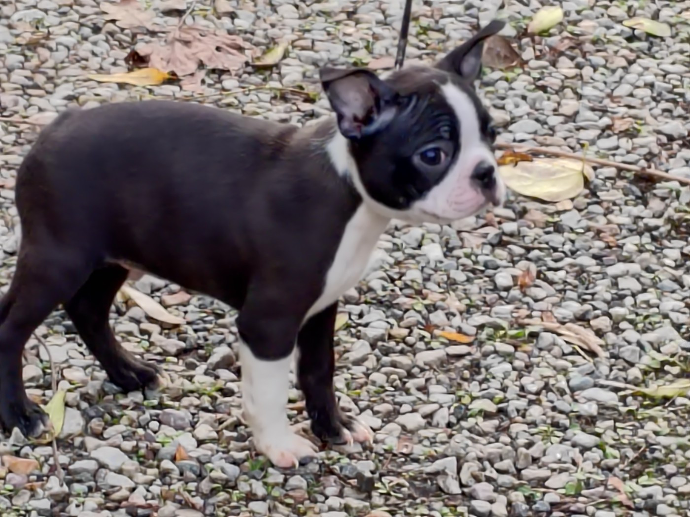 À boire Johnny walker