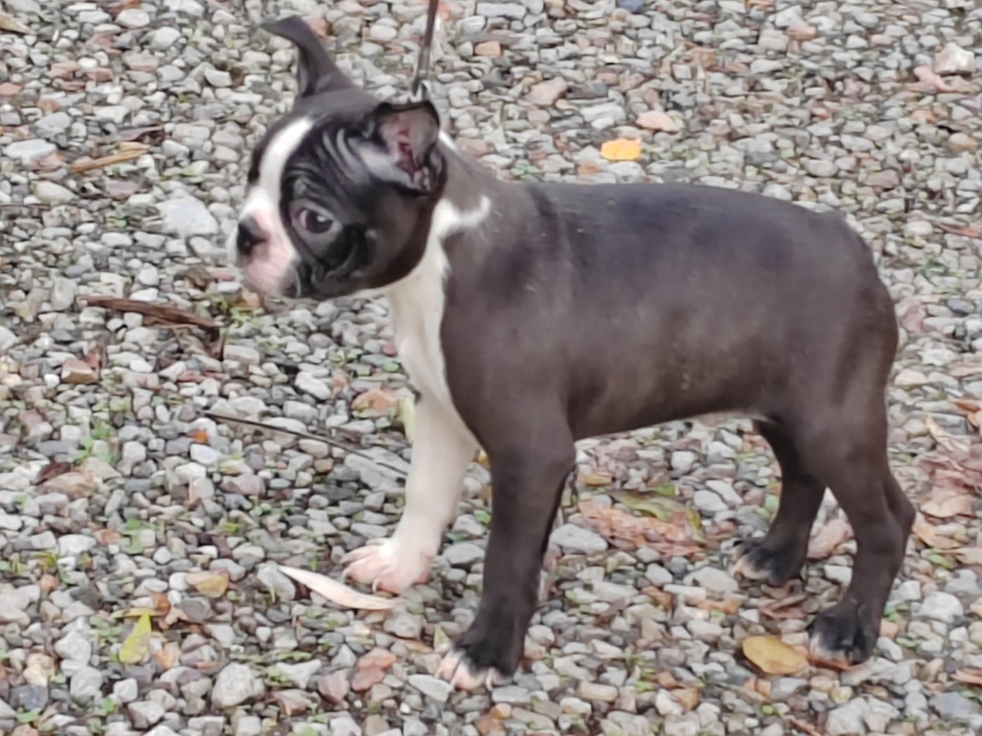 À boire Johnny walker