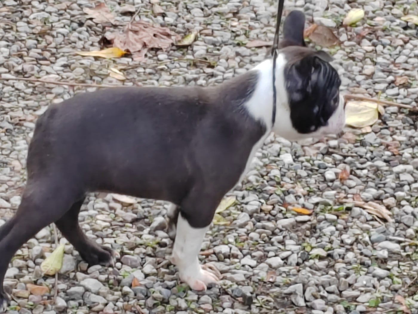 À boire Johnny walker