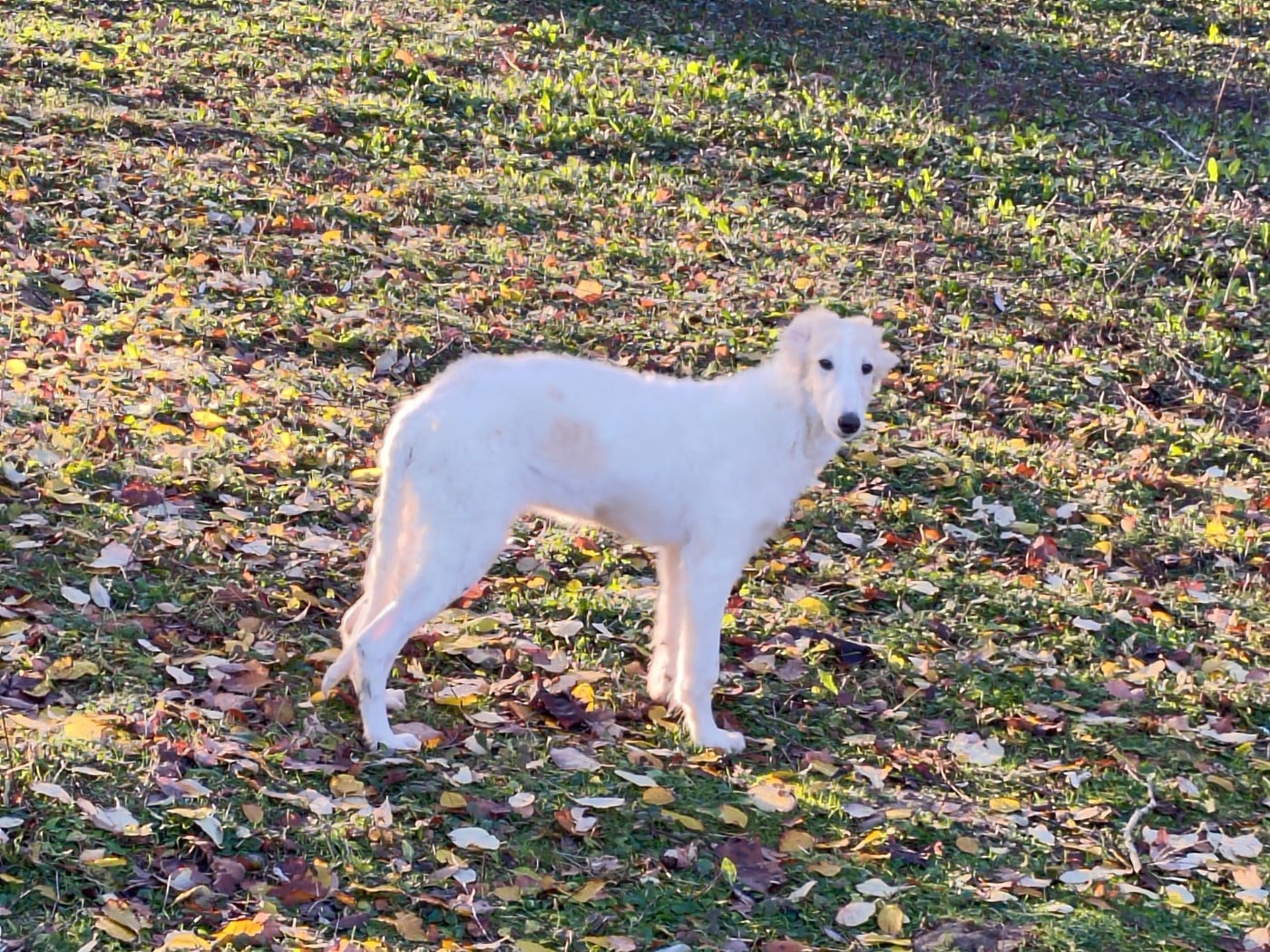 Athenais de montespan