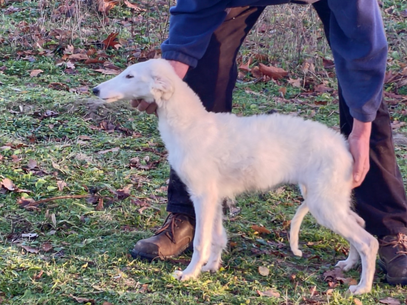 Athenais de montespan