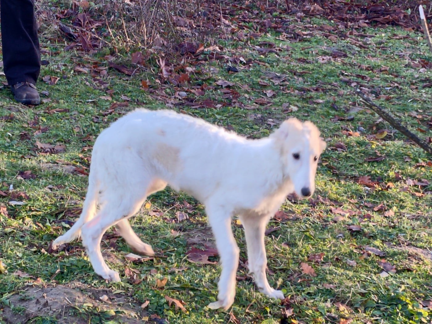 Athenais de montespan