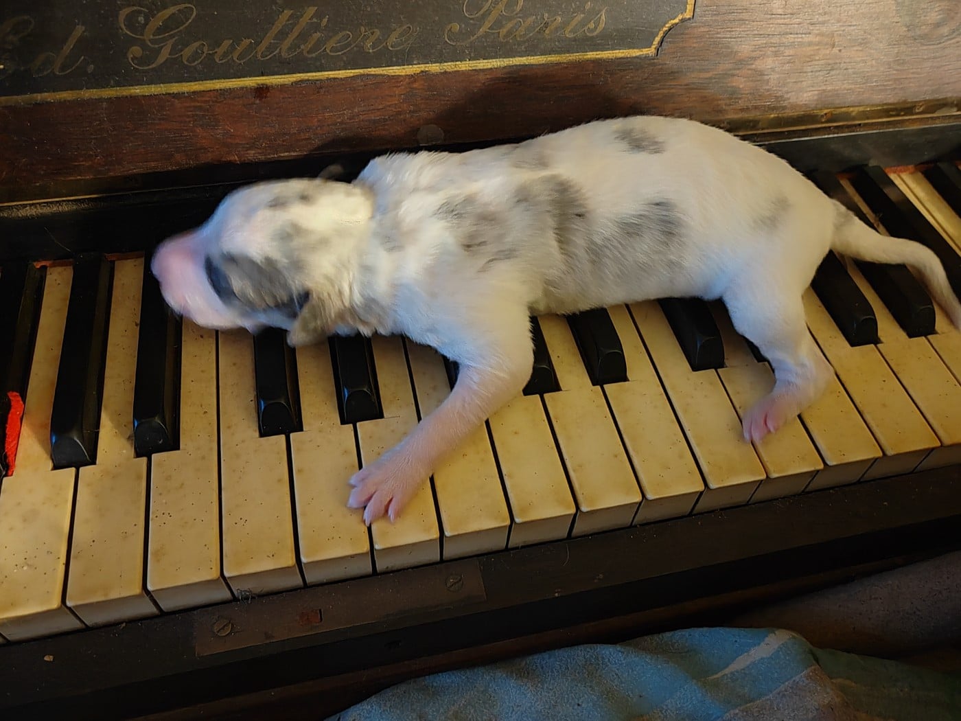 Barychnikov
