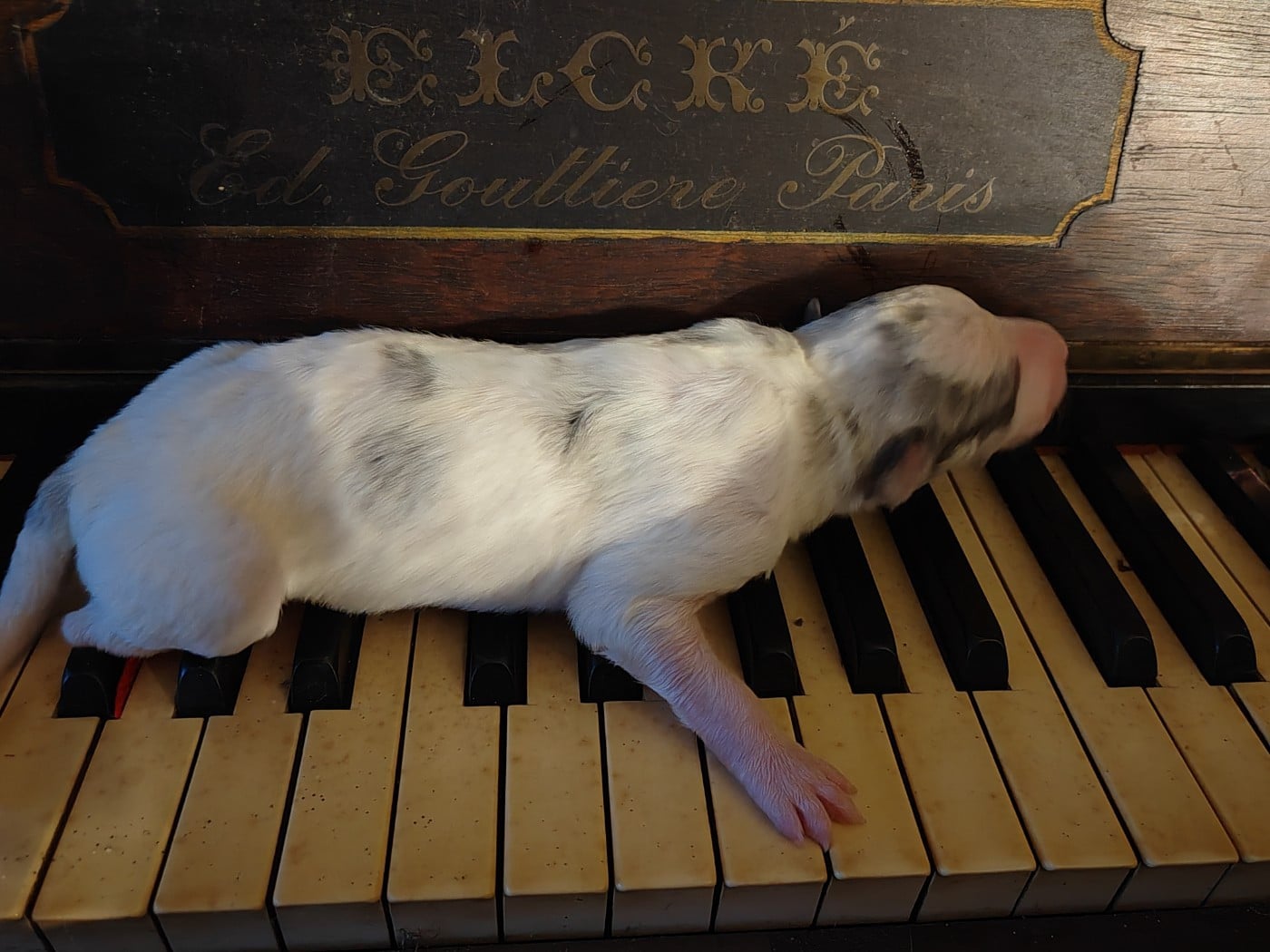 Barychnikov