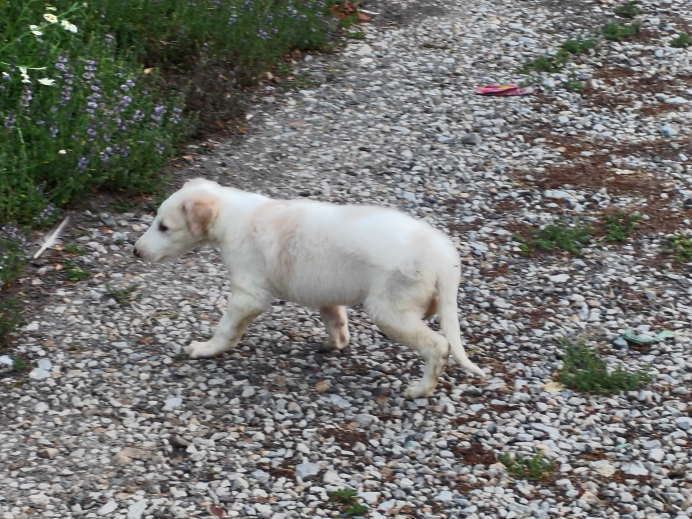 Bartok le magnifique