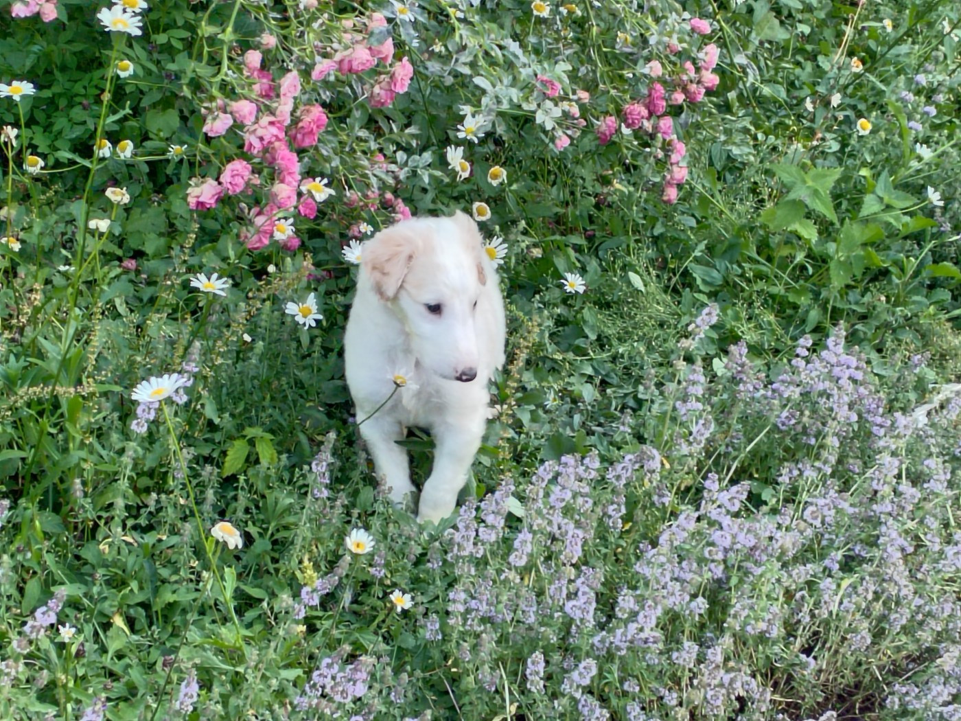 Bartok le magnifique