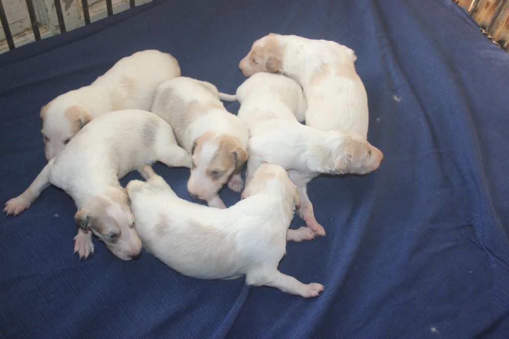 chiot Barzoi Du grand fresnoy