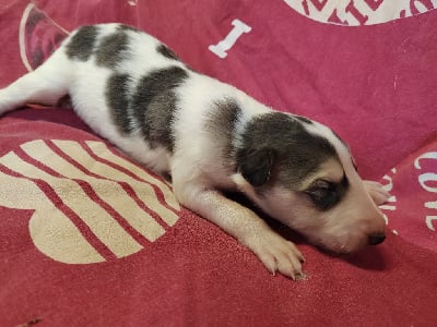 Les chiots de Barzoi