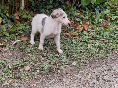 Les chiots de Barzoi