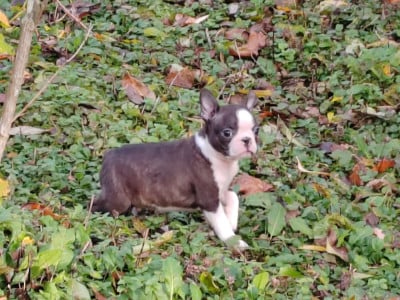 Les chiots de Boston Terrier