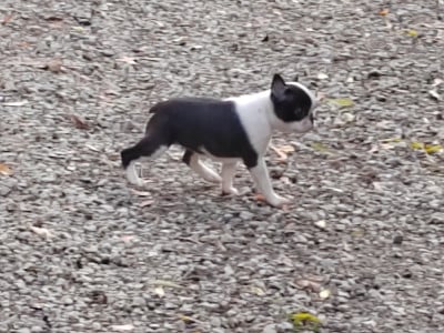 Les chiots de Boston Terrier