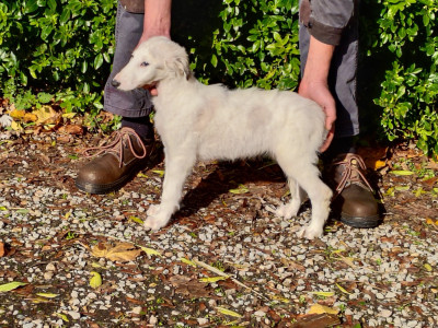 Les chiots de Barzoi